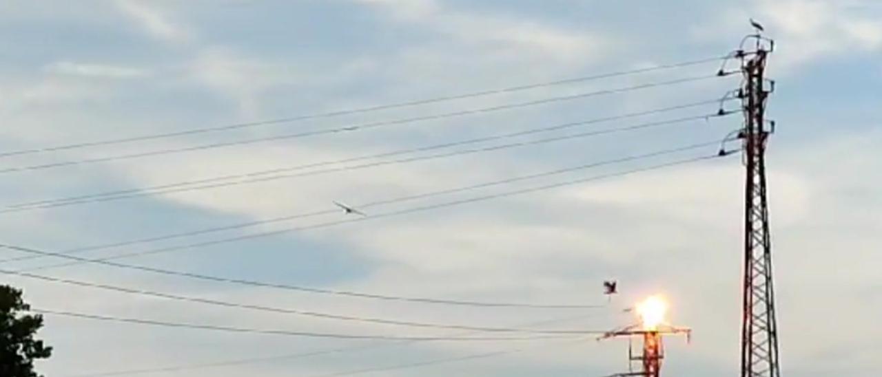 Una cigüeña se electrocuta en una torre eléctrica, en Osona