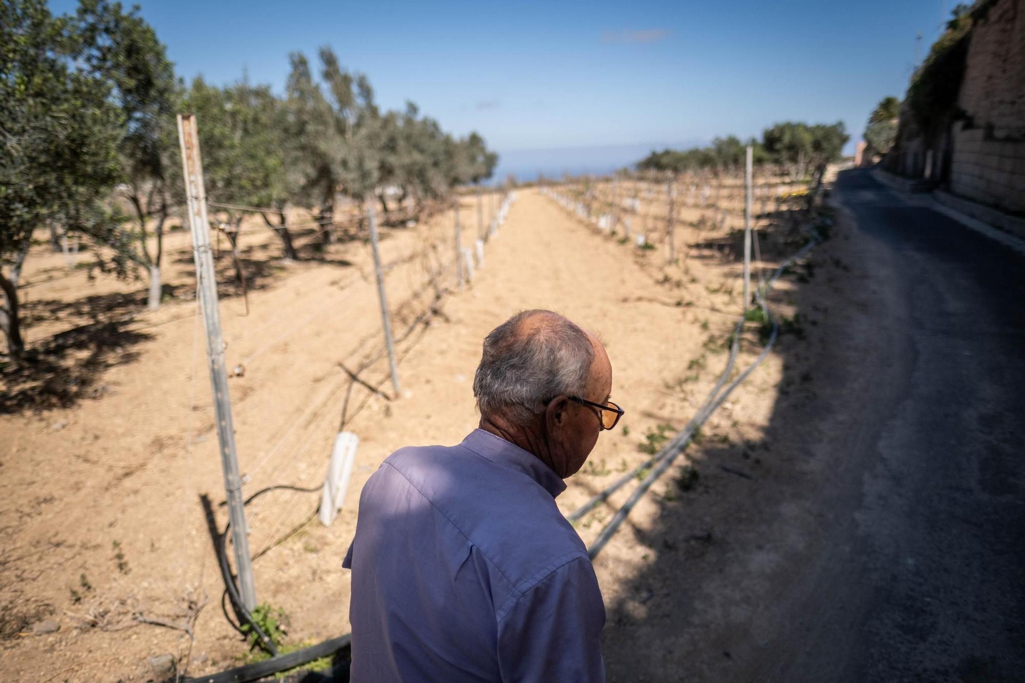 Manuel Marrero. agricultor afectado por la sequía