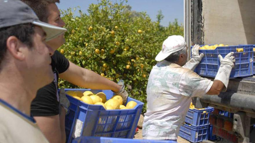 Agricultores de la Vega Baja cargan la cosecha de limones en un camión para su transporte.