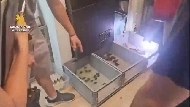Desmantelada una red de tráfico ilegal de animales exóticos entre Sevilla y Gran Canaria
