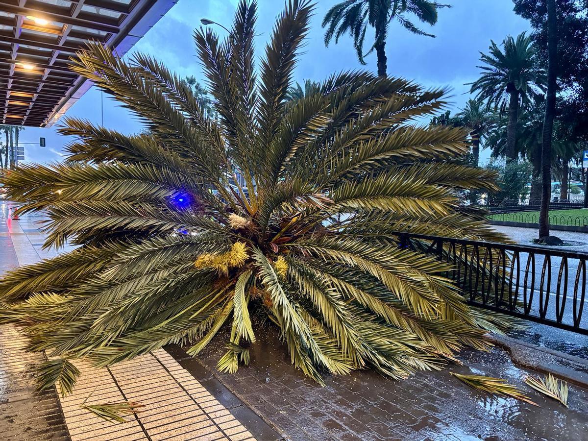 Cae una palmera en Las Palmas de Gran Canaria, a las puertas del Hotel Parque