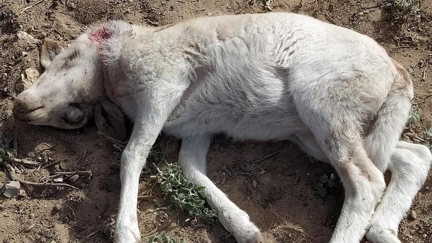 El ataque de dos perros acaba con la vida de tres corderos en Formentera