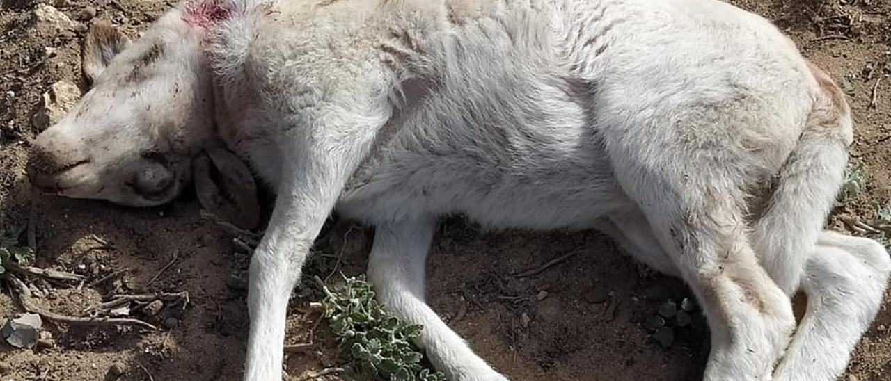 Ataque de perros en Formentera.