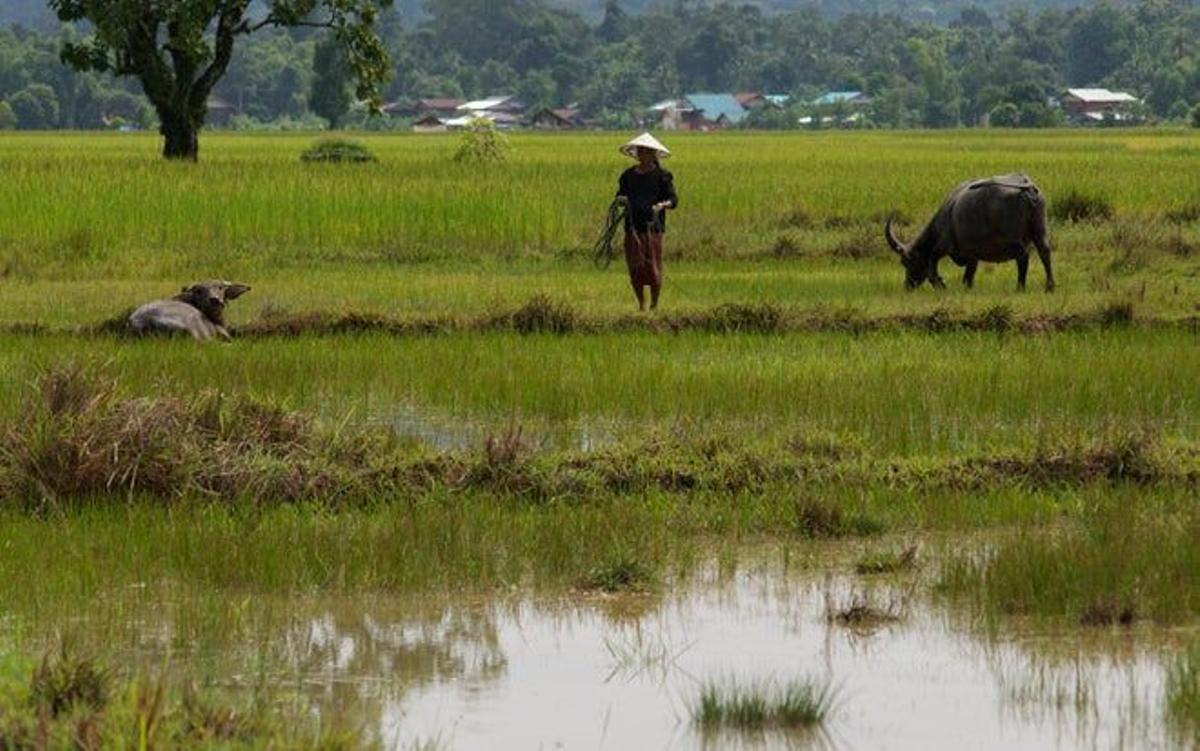 agricultura y la ganadería en laos