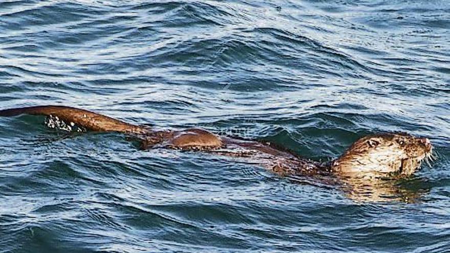 Una de las nutrias localizadas por el BDRI, alimentándose en aguas de la ría de Arousa. // BDRI