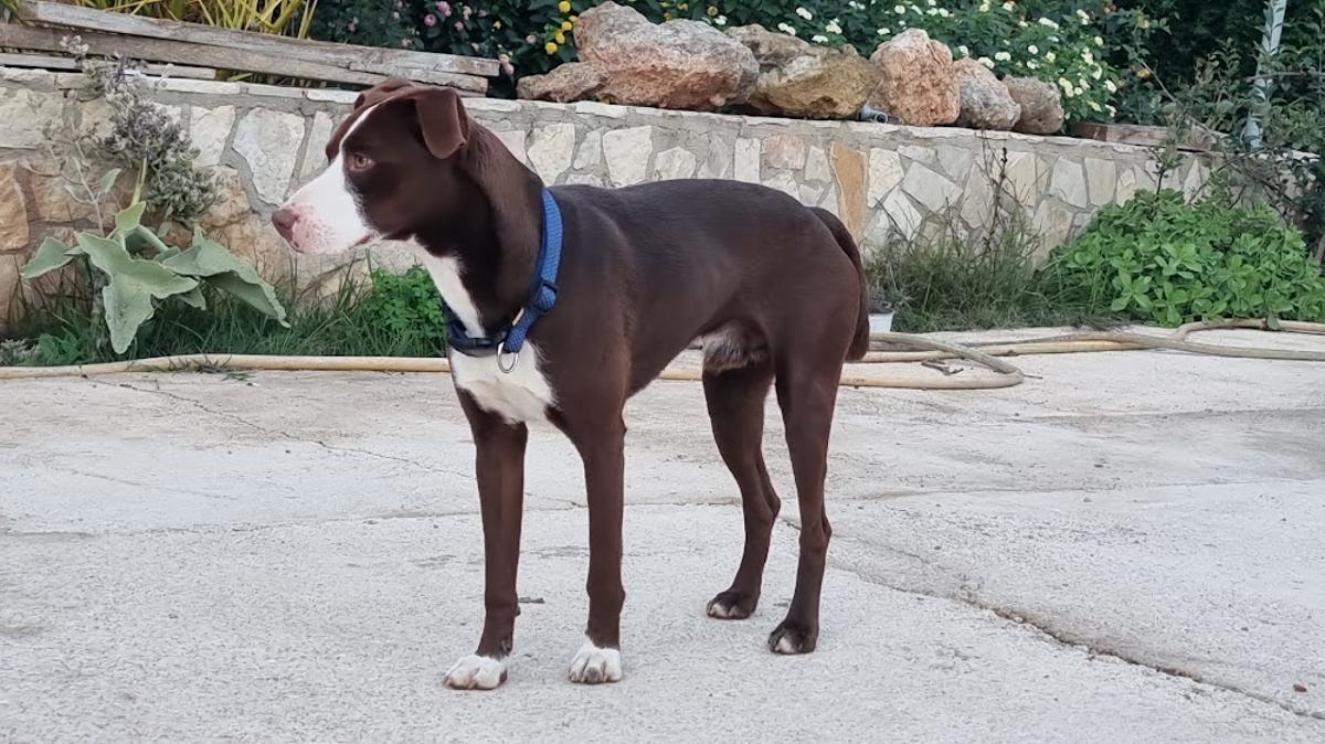 Uno de los animales encontrados tras la dana.
