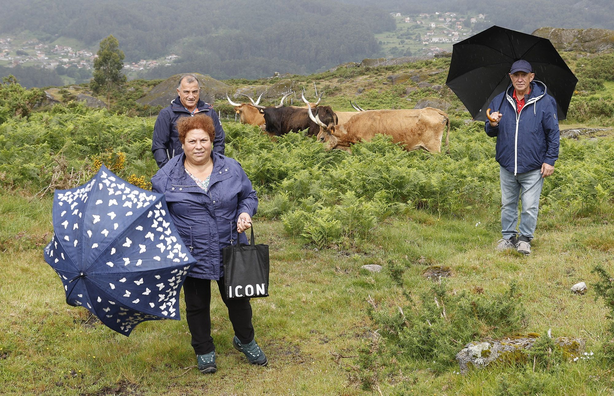 Así é a nova brigada antilumes no Galiñeiro: sete vacas cachenas e un touro