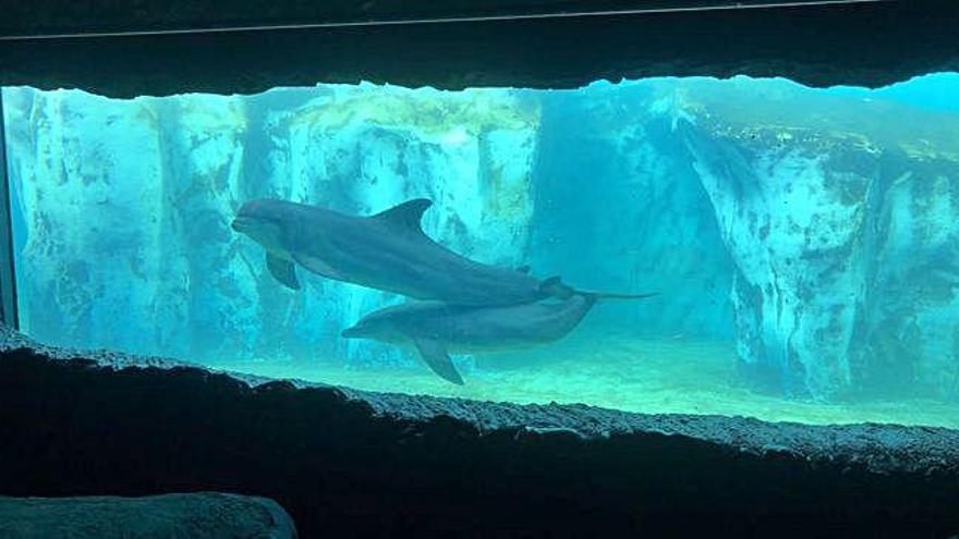 Kai y Diego dos de los delfines del parque temático Rancho Texas en el gran ventanal del aula didáctica.