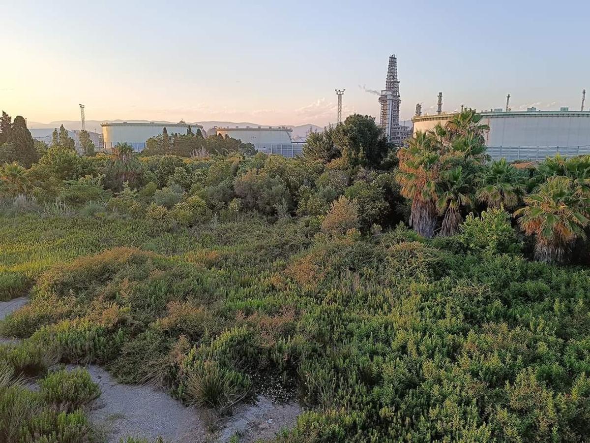 La asociación de vecinos de la playa de Almassora solicitó la limpieza de estos solares en 2023, advirtiendo que se han convertido en «focos de plagas como ratas, mosquitos, moscas e, incluso, jabalíes que afectan a las viviendas cercanas».