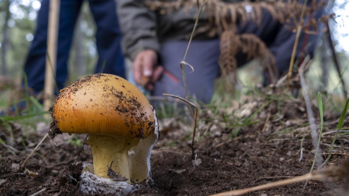 Un hombre encuentra una seta en el recién inaugurado parque micológico.