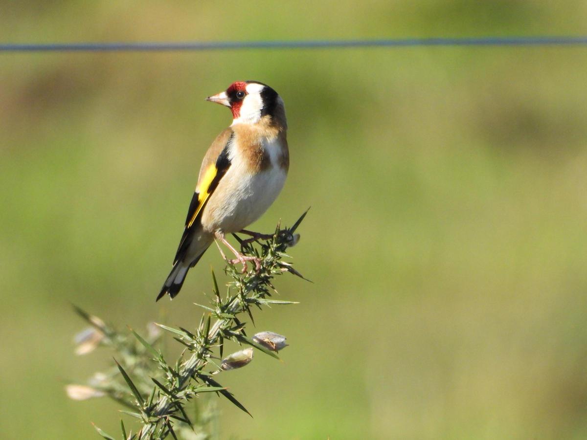 Jilguero sobre un 'toxo', una pose habitual de la especie.