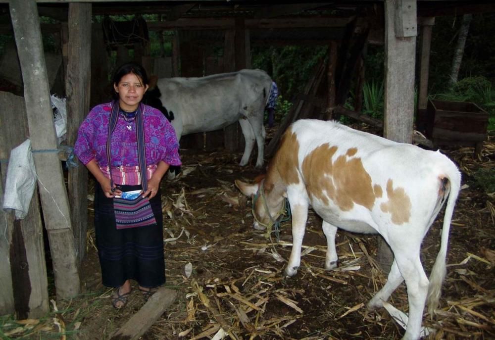 Les vaques també són habituals en aquesta zona de Guatemala.