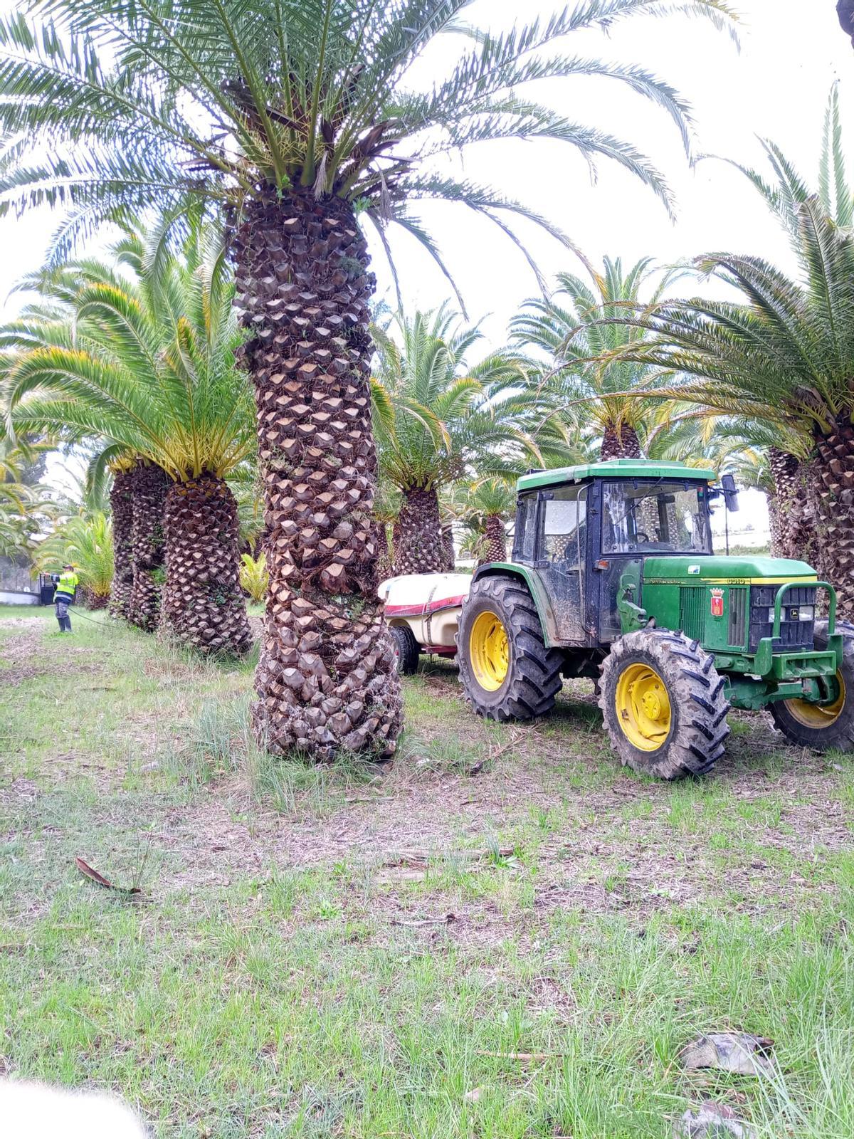 Otra foto de operarios trabajando en el palmeral de La Esperanza.