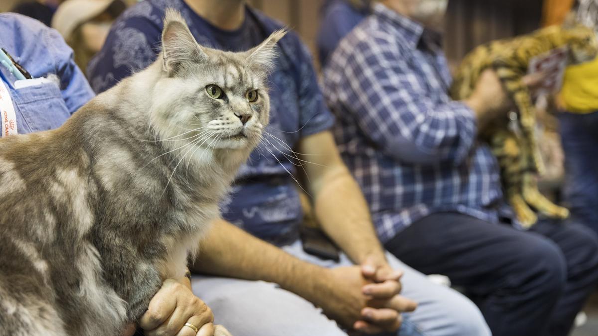 100x100 Mascota 2020 &#039;online&#039; programa actividades centradas en la adopción de mascotas