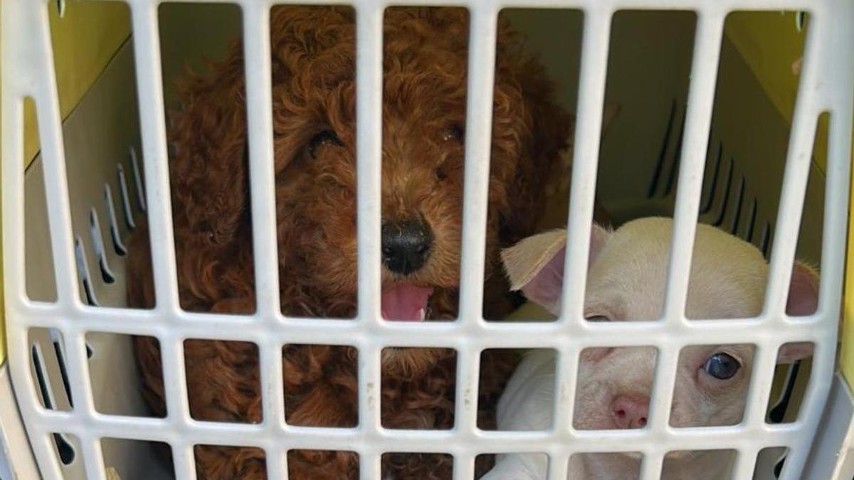 Dos perros de raza de los que fueron rescatados por la Policía en Murcia.