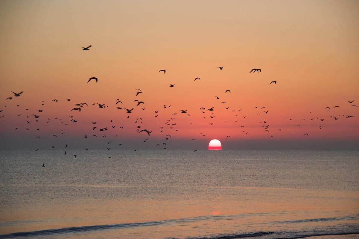 Aves en migración.