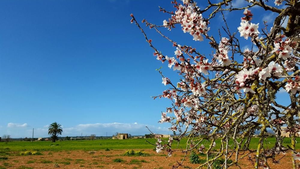 Mandelblüte auf Mallorca