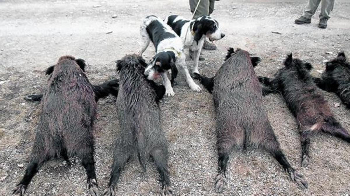 Cuerpo a tierra  8 Dos perros olisquean los cuerpos sin vida de varios jabalís tras una jornada de caza en el Alt Empordà.