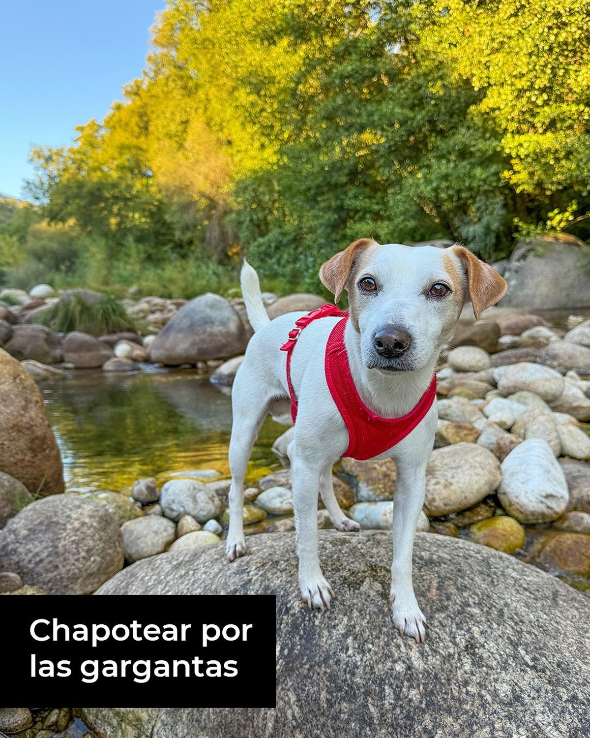 Pipper on tour en las gargantas de La Vera