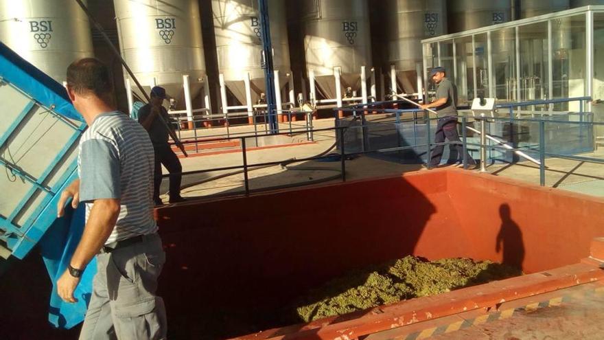 Trabajadores de las bodegas San Isidro de Jumilla, descargando ayer uva recién vendimiada en la zona.