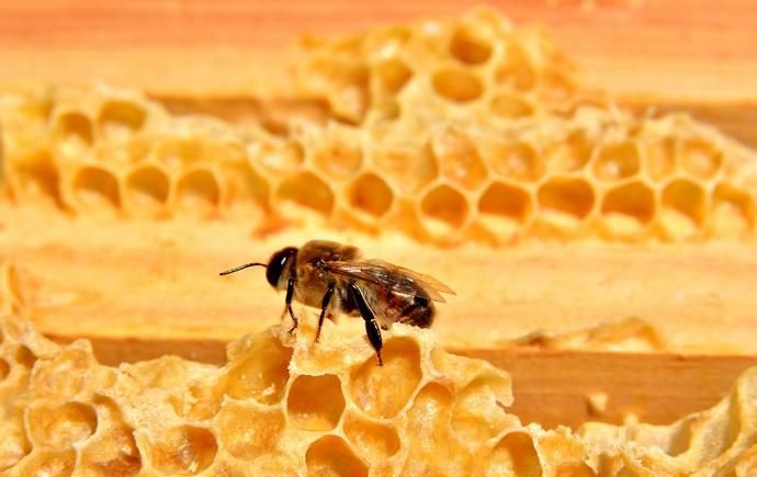 07/06/2018 EL CARACOL, TELDE. Colmenas de abejas ...