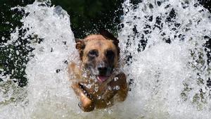 Un perro entra corriendo y salpicando en el agua.