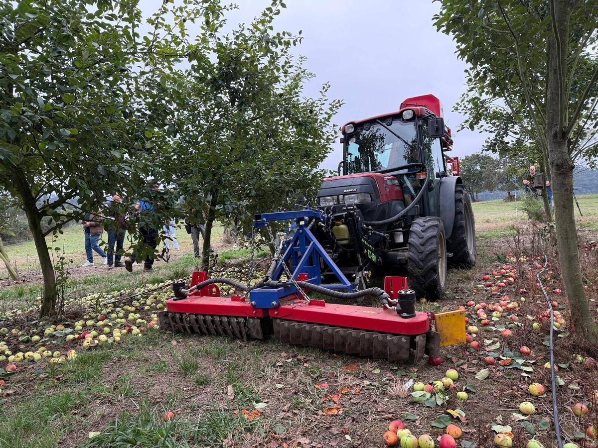 Recogida de manzana en Asturias.