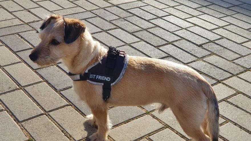 Drones y batidas para encontrar a Chispi, el perro vasco desaparecido en Zamora