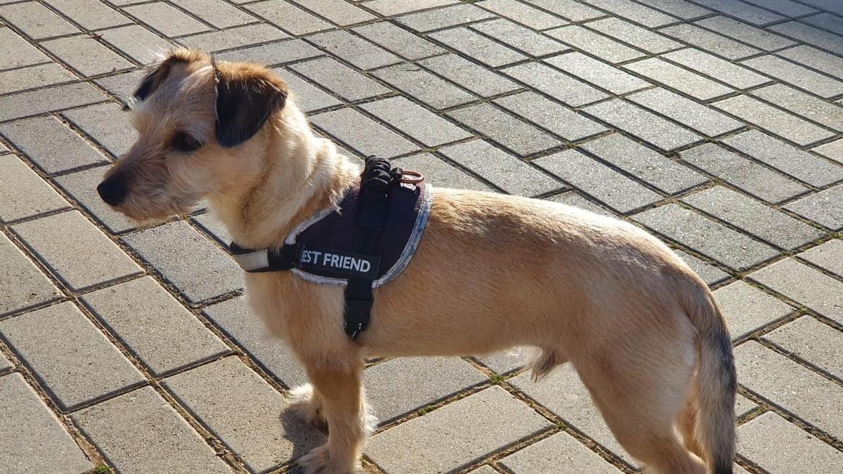 Chispi, el perro desaparecido en Semana Santa en Zamora.