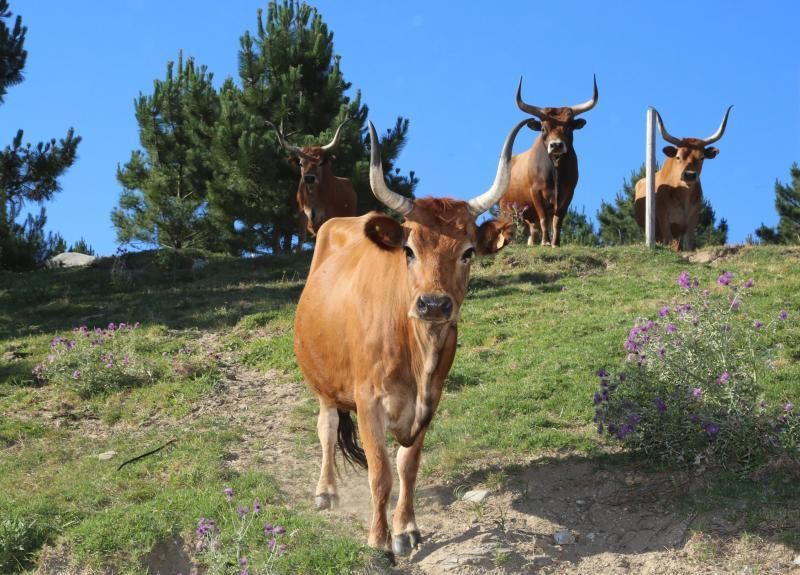 Vacas cachenas en San Vicente de O Grove.