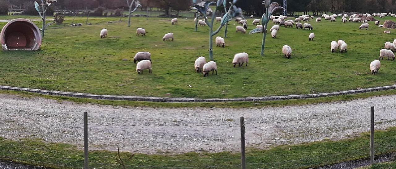 Explotación de ovejas de O Rexo. |   // FDV