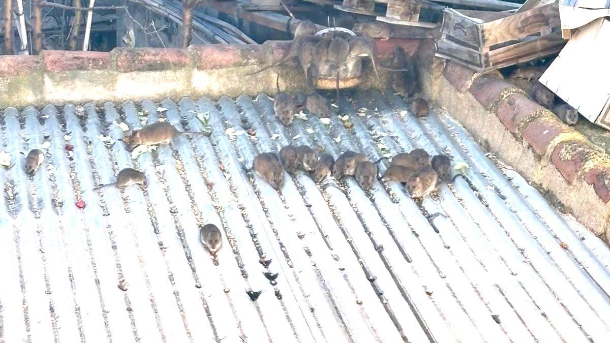 Invasión de ratas en el centro de Mazarrón