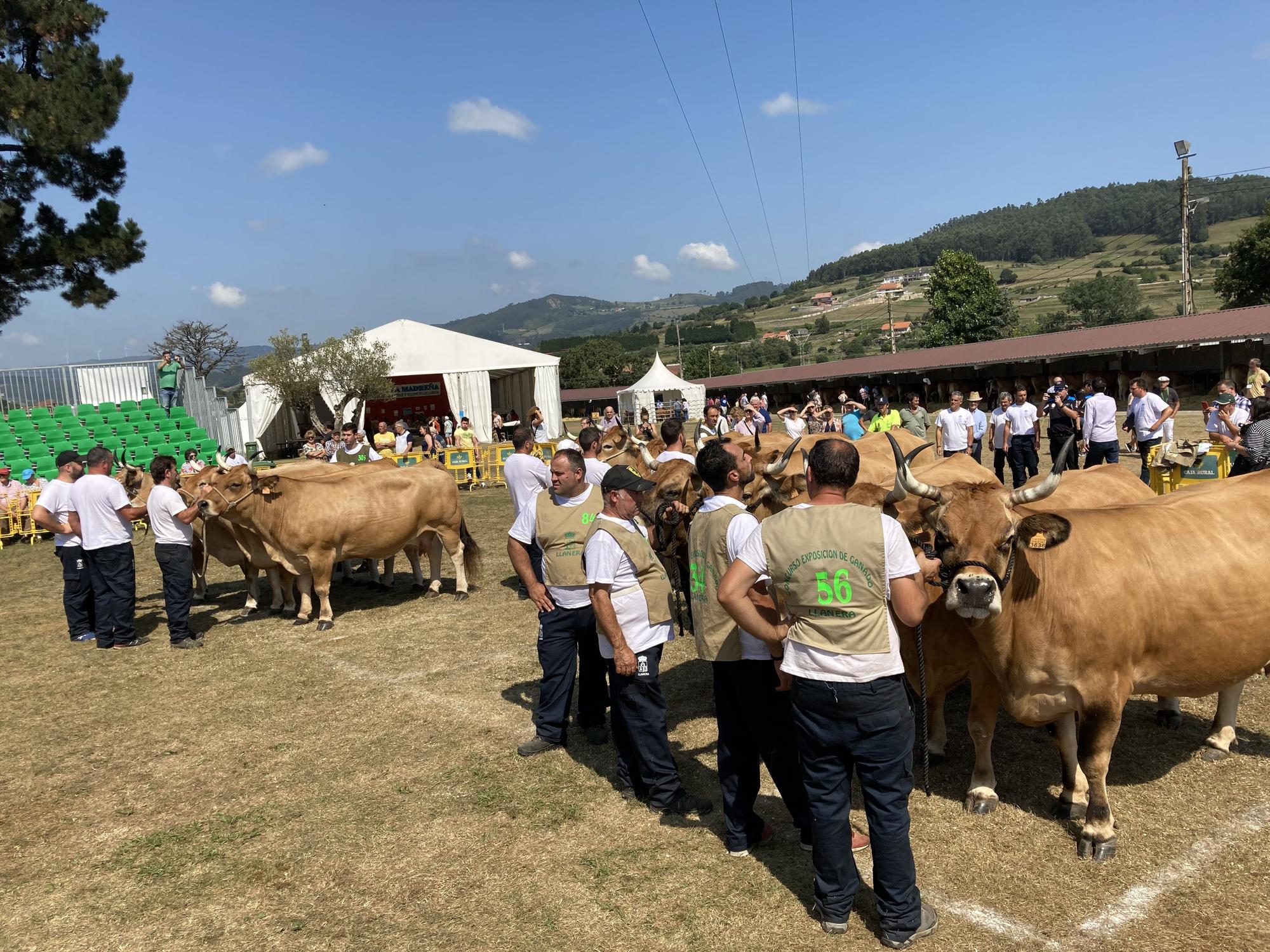 El concurso de ganado de Llanera fue todo un éxito: aquí tienes algunas de las reses ganadoras