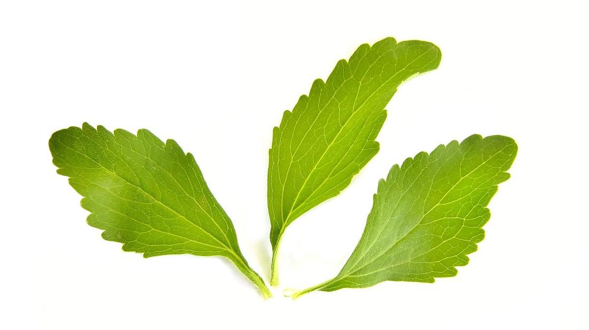 Aprende a cultivar la planta de stevia en casa.