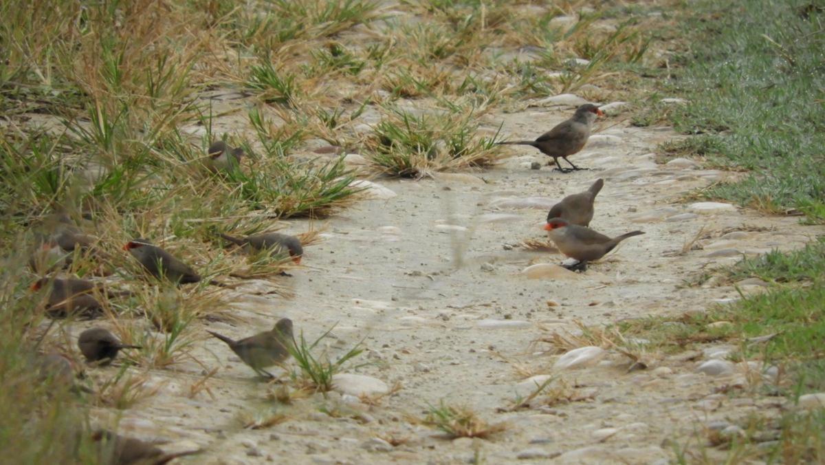 Un grupo de estrildas.