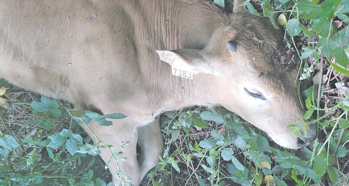 Uno de los xatos tiroteados en Parana.