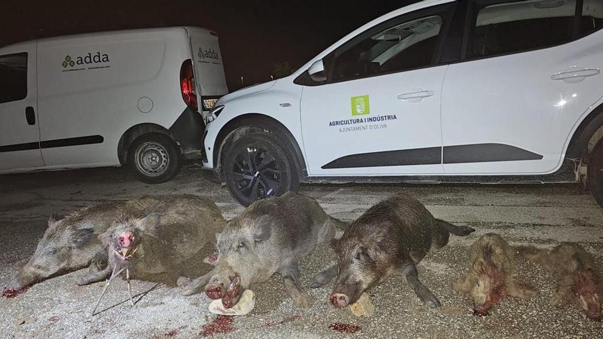Algunos de los jabalíes capturados en Oliva.