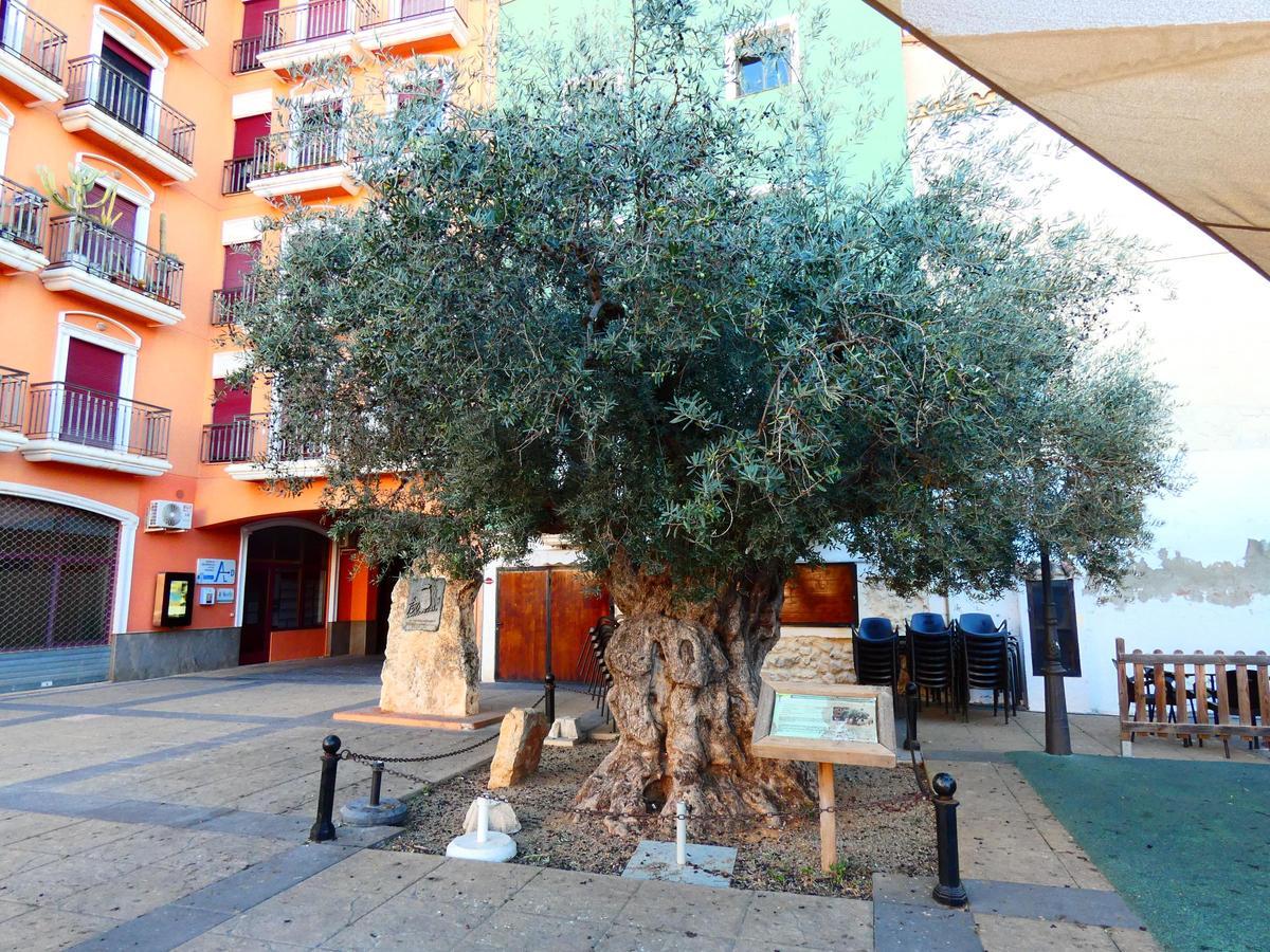 Olivo milenario de la Plaza de las Palmeras