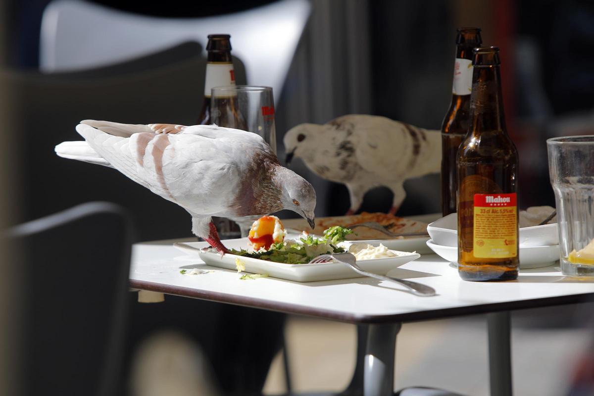 Las palomas aprovechan los restos de comida olvidados en las mesas de las cafeterías