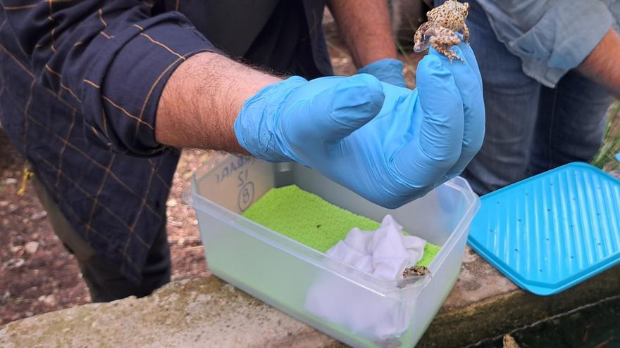 Baleares y el Zoo de Barcelona firman un convenio para criar &#039;ferrerets&#039; y dos especies de lagartijas endémicas