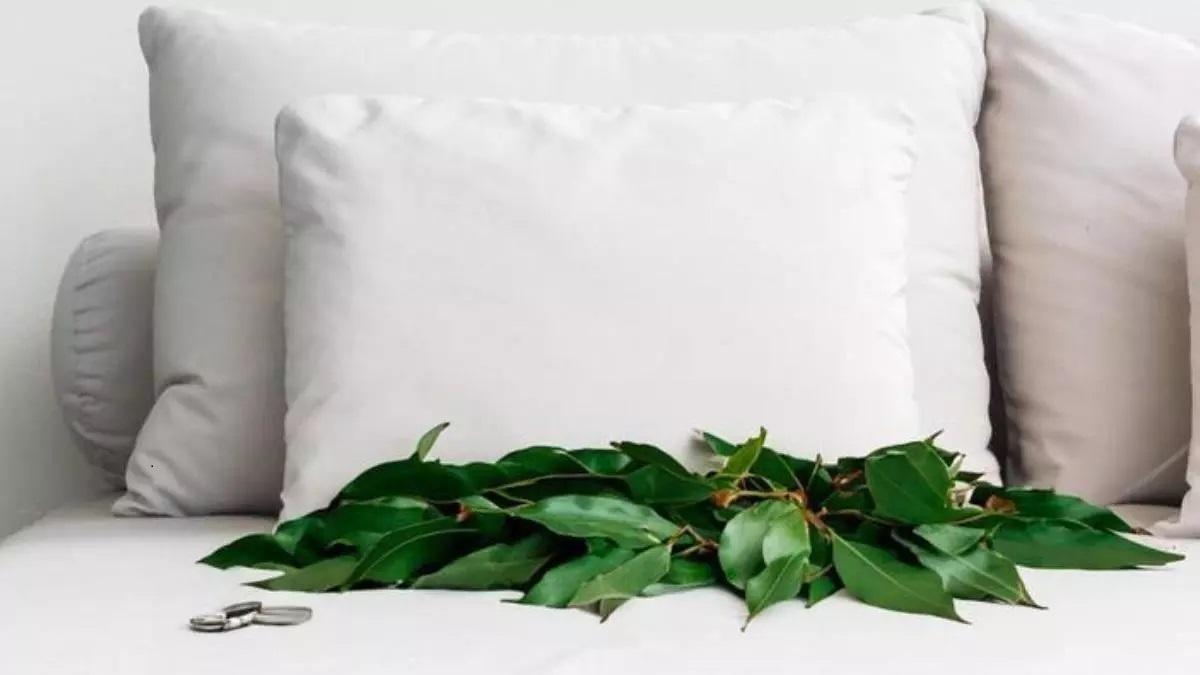 Los saludables efectos de poner hojas de laural debajo de la almohada.