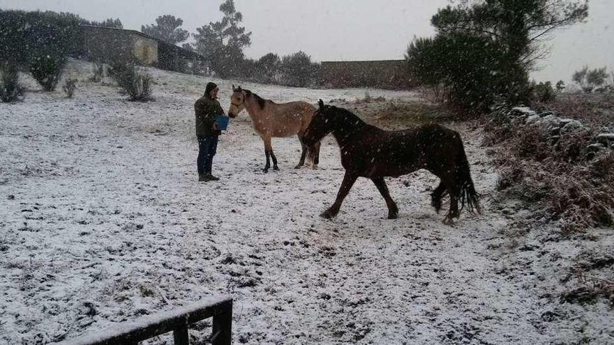 Una finca nevada en A Lama, ayer. // FdV