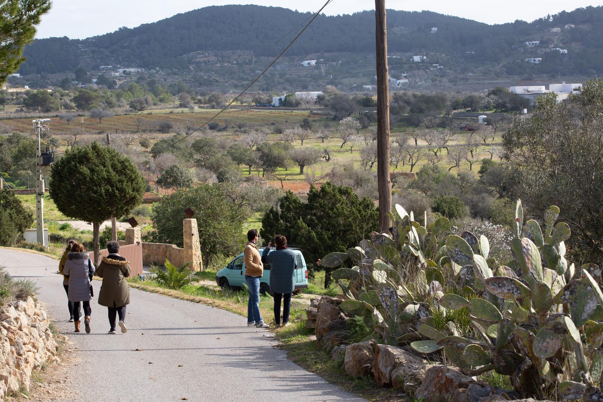 Almendros en flor en Ibiza