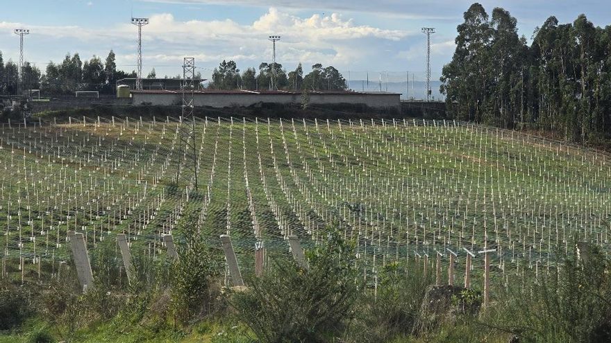 2024: un año para la consolidación de nuevos viñedos
