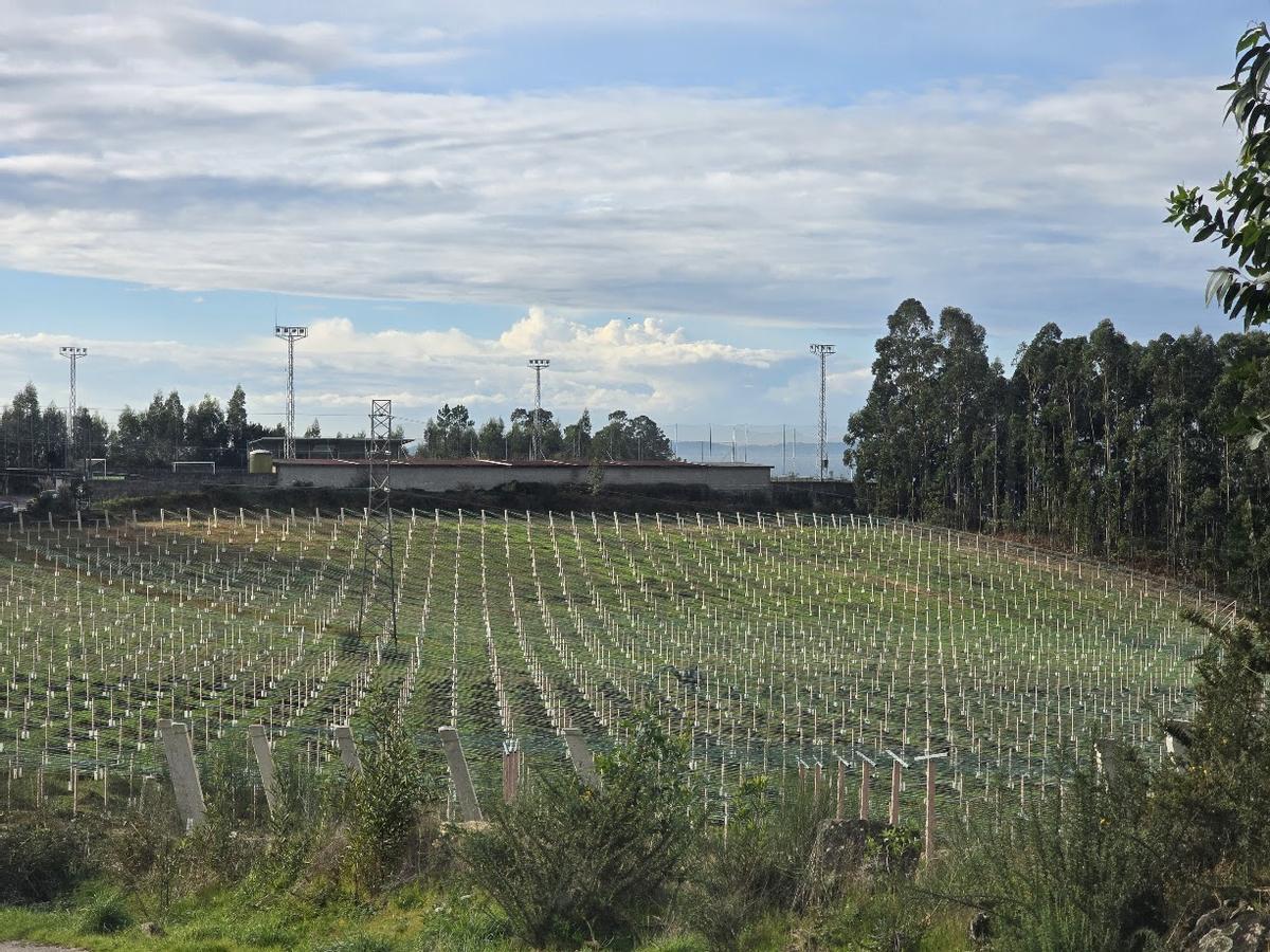 Los nuevos viñedos de Lagar da Condesa en Berdón (Vilagarcía).