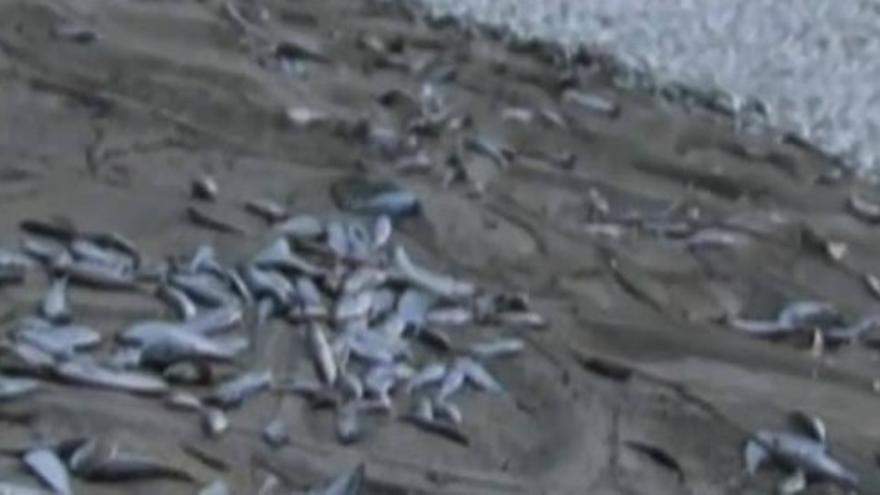 Miles de peces muertos en un rio de Tianjin