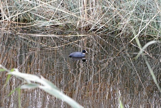 Das Naturschutzgebiet S'Albufera wird 30 Jahre alt - und steckt in einer tiefen Krise. Umweltschützer schlagen Alarm, die Politik bleibt weitgehend untätig.