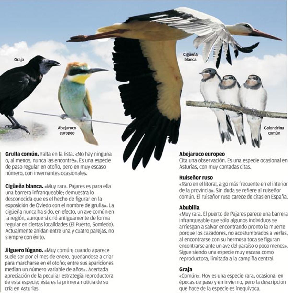 La ornitología asturiana, centenaria