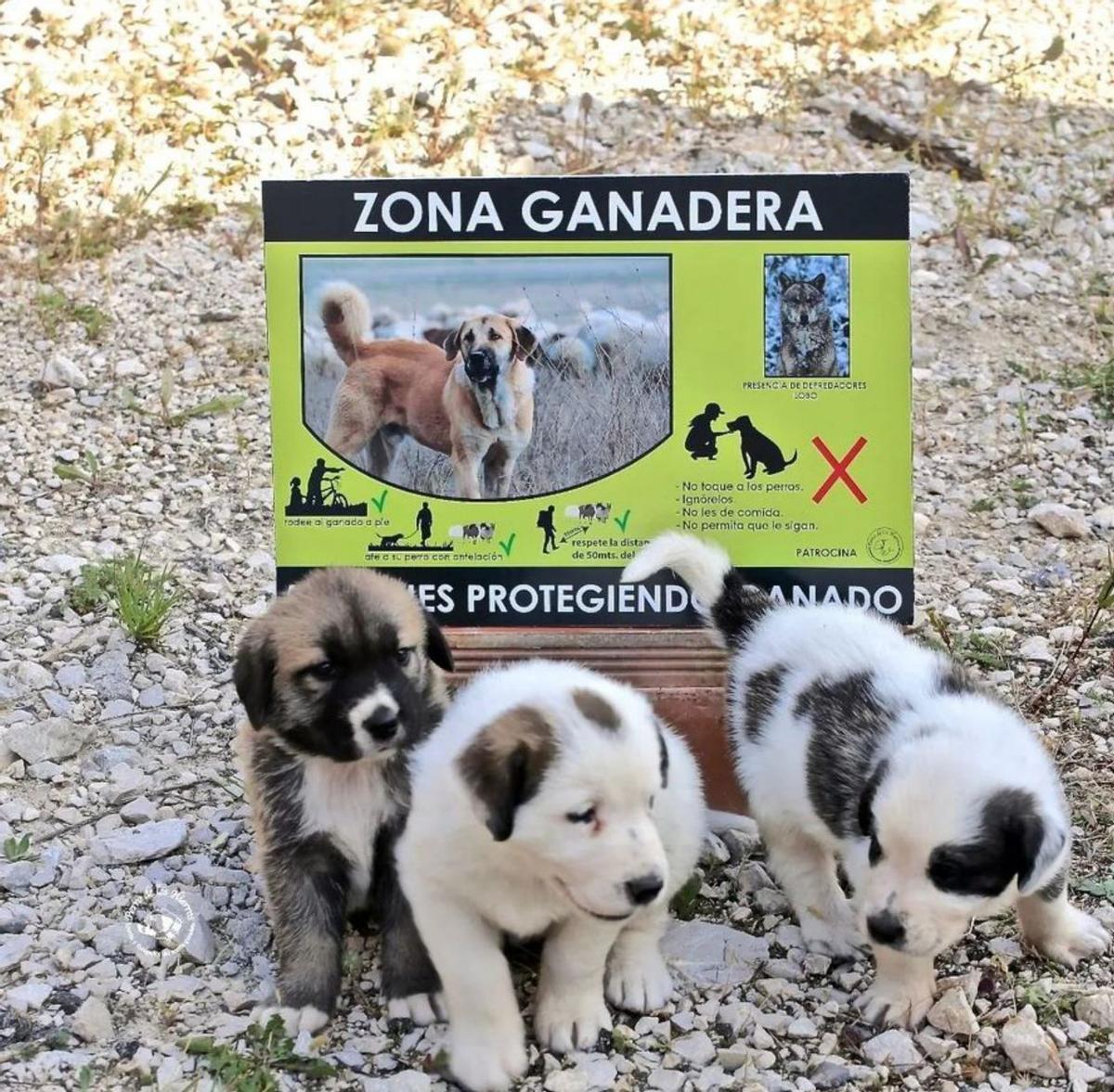 Uno de los carteles que indica que es zona ganadera con presencia de mastines y consejos para respetarlos. | Asociación Perro de los Hierros