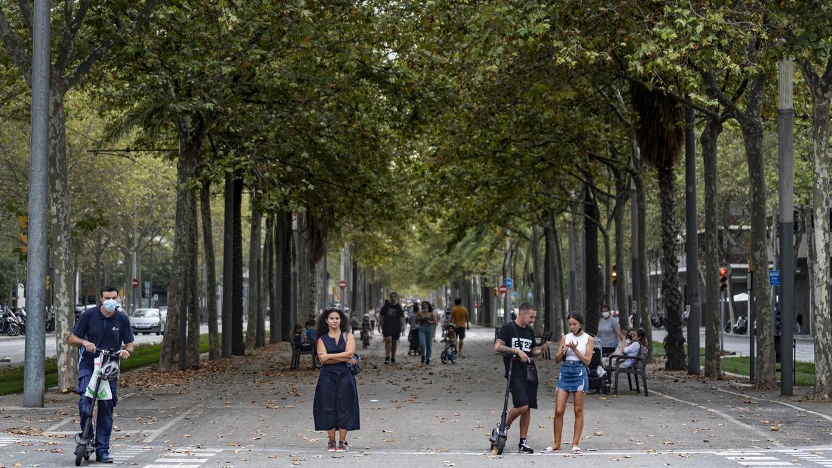 Plátanos en la avenida Diagonal, en Barcelona.